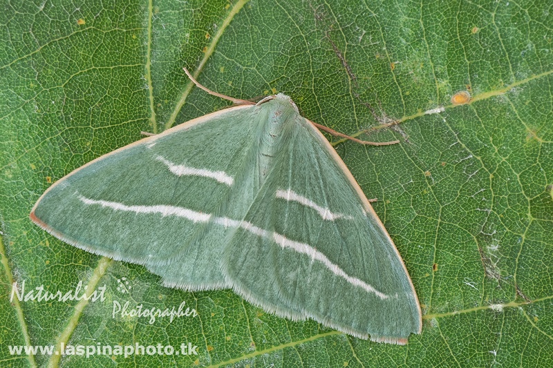 Hylaea mediterranea